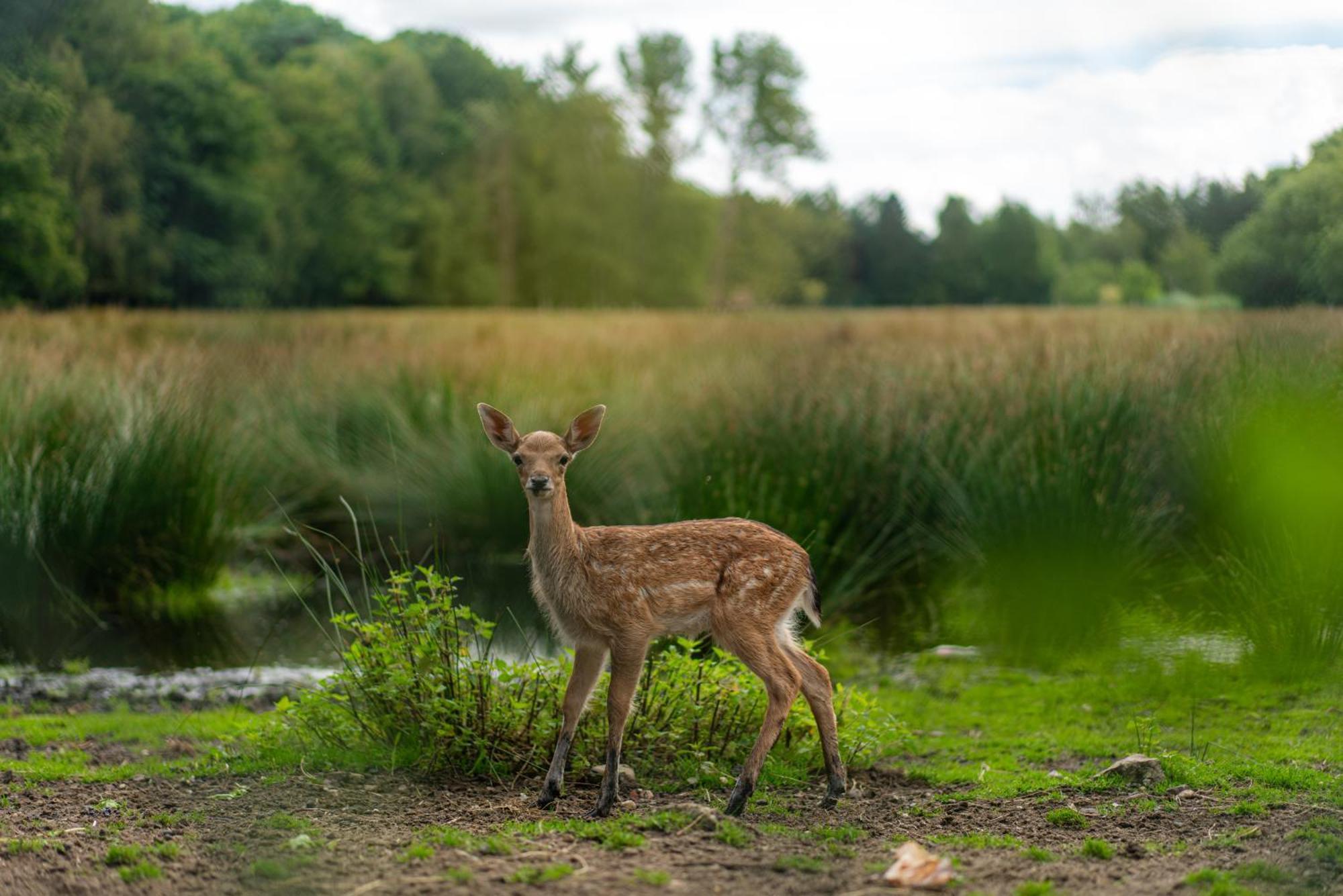 Vakantie-Hengelhoef Aan de Wolfsberg Extérieur photo